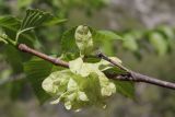 Ulmus glabra