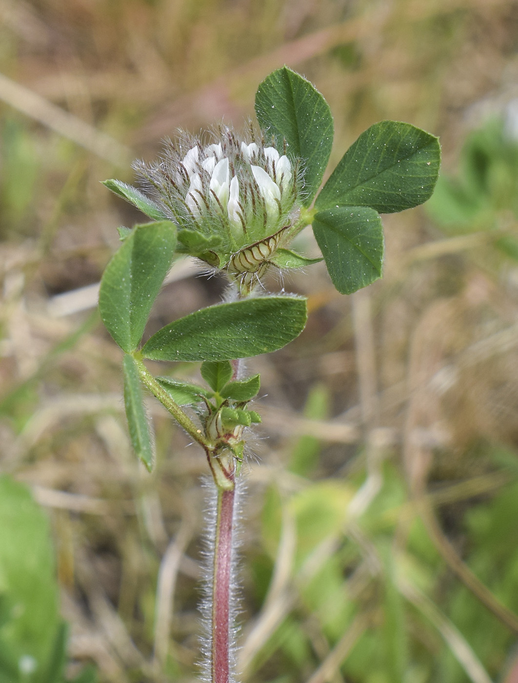 Image of Trifolium cherleri specimen.