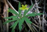 Anemone ranunculoides. Цветущее и плодоносящее растение. Кунгурский р-н, окр. с. Плехановское, окр. оз. Осиновое, хвойный лес, каменистый овраг. 25.05.2025.