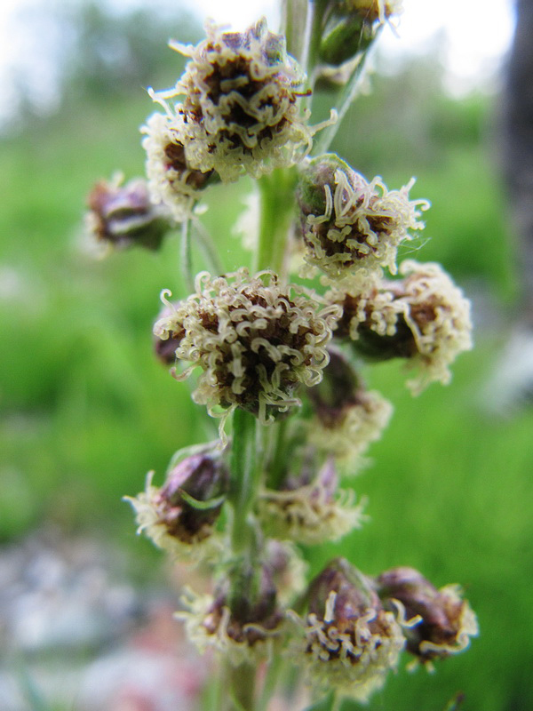Изображение особи Artemisia tilesii.