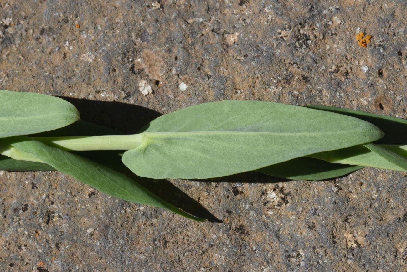 Image of Turritis glabra specimen.