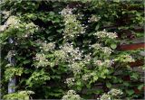 Hydrangea petiolaris. Часть кроны цветущего растения. Московская обл., Раменский р-н, окр. дер. Хрипань, садовый участок. 15.06.2025.