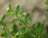Bothriospermum tenellum