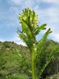 род Pedicularis