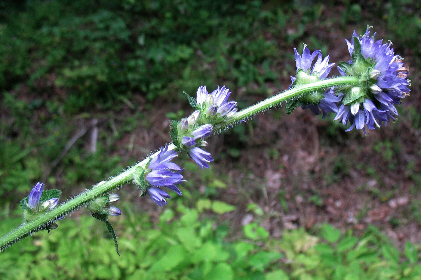 Image of Campanula cervicaria specimen.