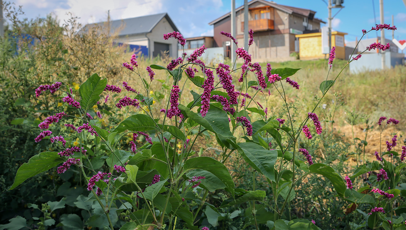 Изображение особи Persicaria orientalis.