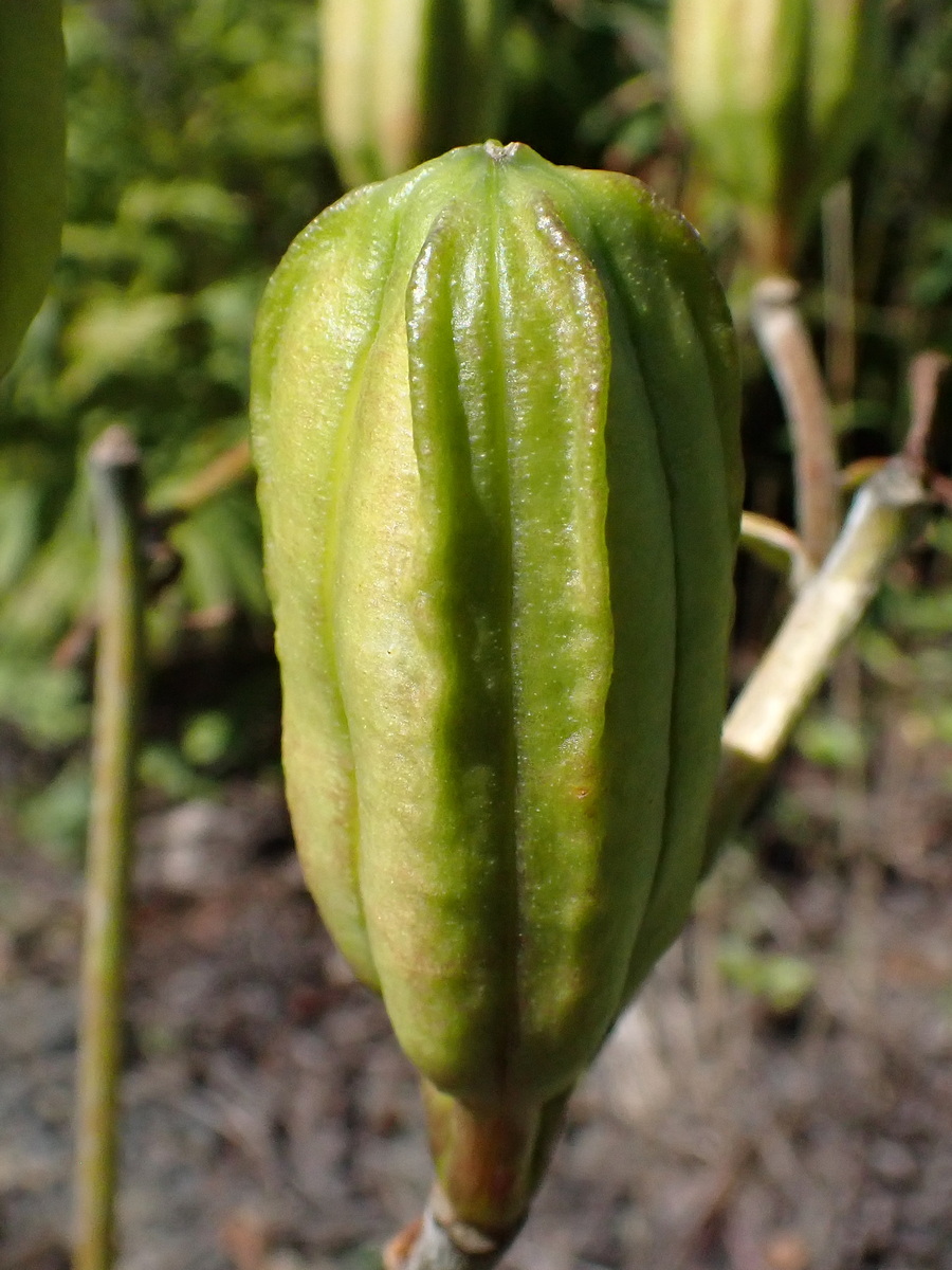 Изображение особи Lilium pensylvanicum.