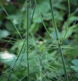 Equisetum ramosissimum