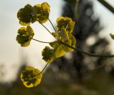 Bupleurum longifolium ssp. aureum