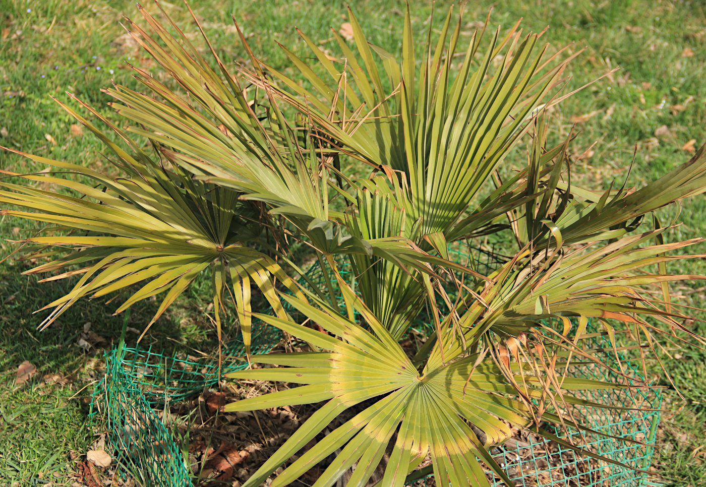 Изображение особи Trachycarpus fortunei.