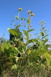 Inula helenium