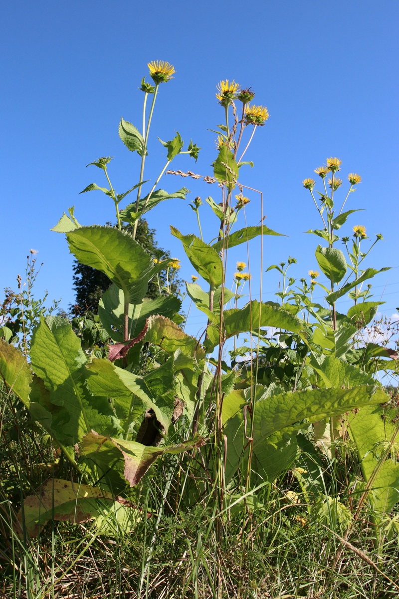 Image of Inula helenium specimen.
