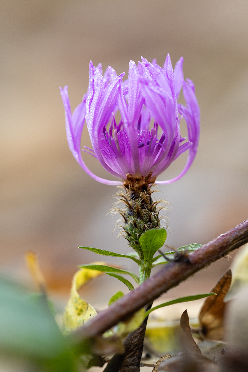 Image of Centaurea abnormis specimen.