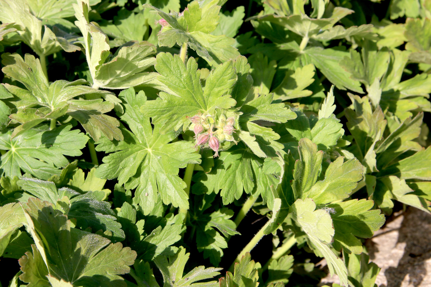 Image of Geranium macrorrhizum specimen.