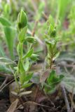 Asterolinon linum-stellatum
