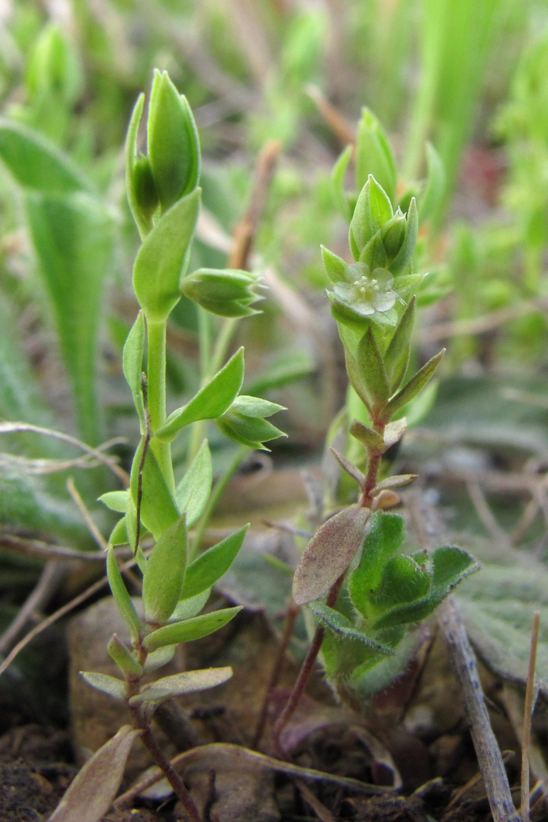 Изображение особи Asterolinon linum-stellatum.