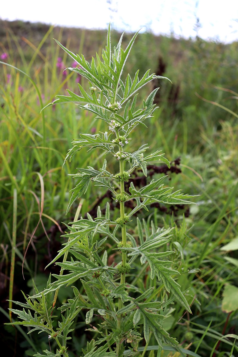Image of Lycopus exaltatus specimen.