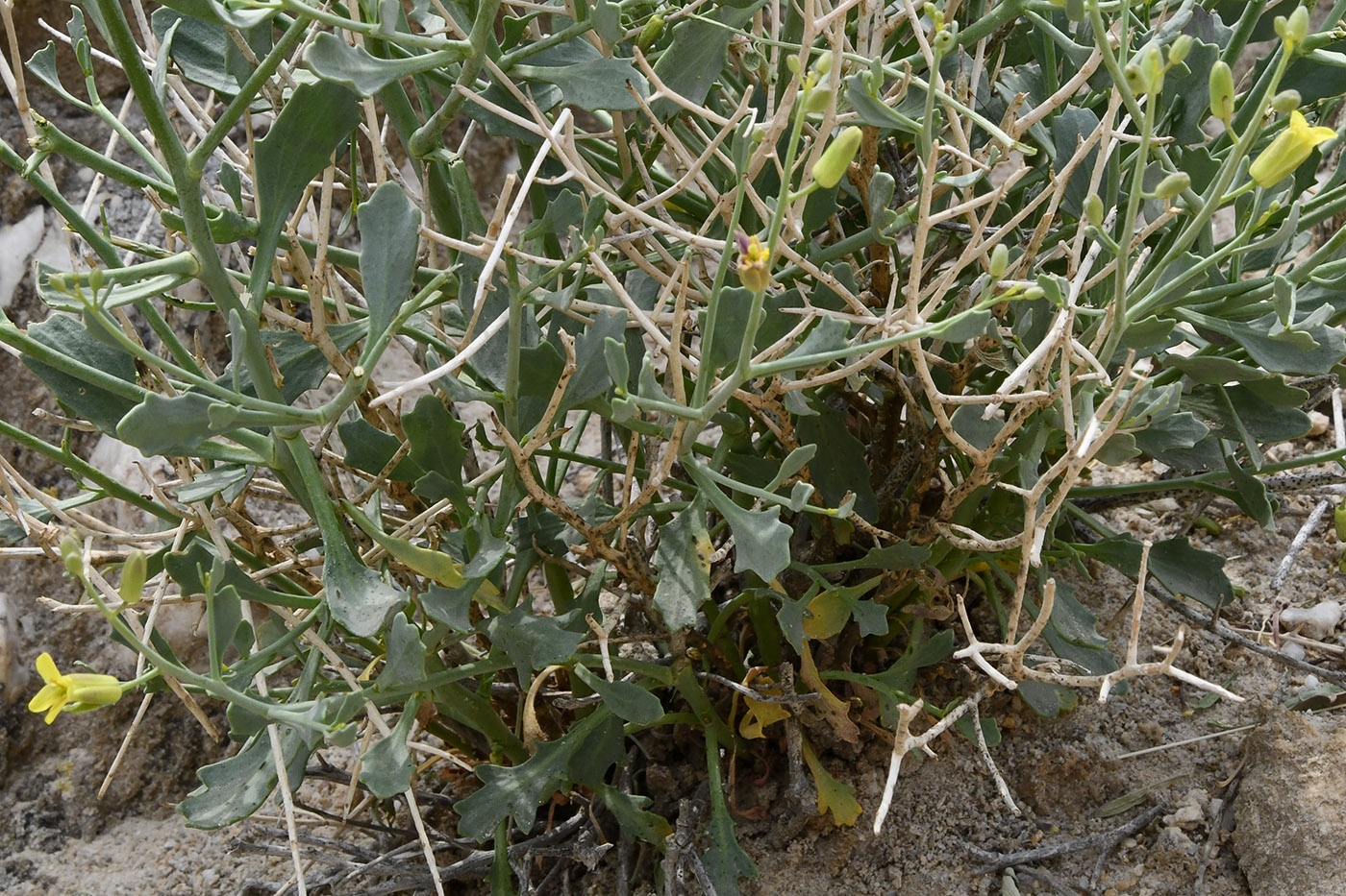 Изображение особи Sisymbrium isfarense.