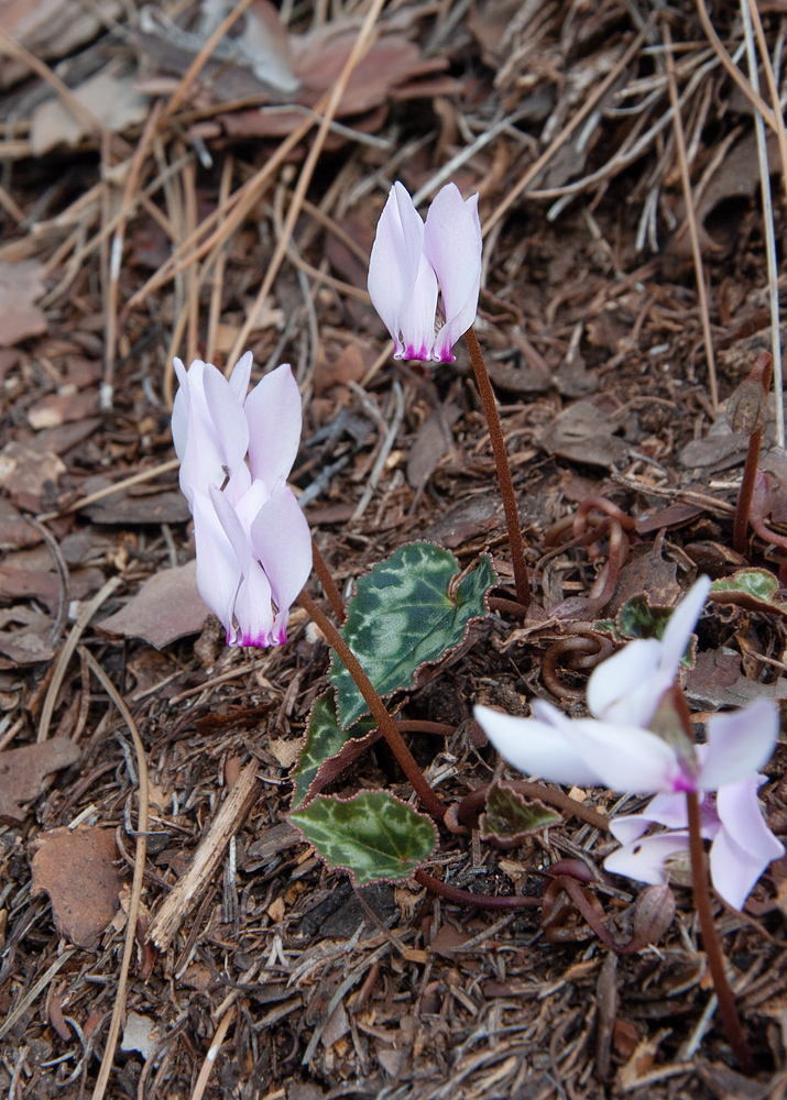 Изображение особи Cyclamen graecum ssp. anatolicum.