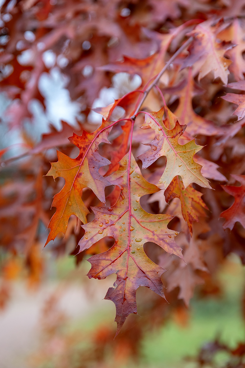 Изображение особи Quercus rubra.