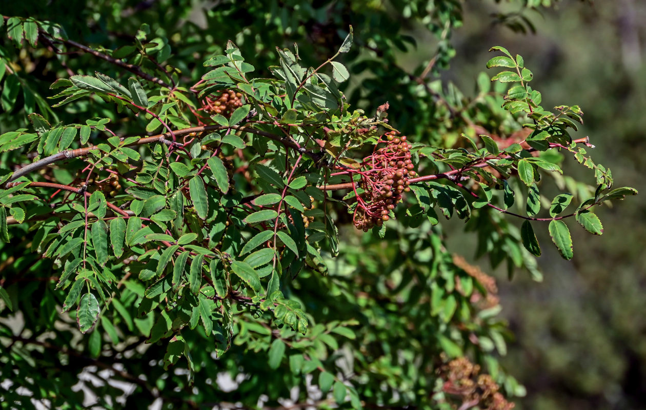 Image of Sorbus aucuparia specimen.