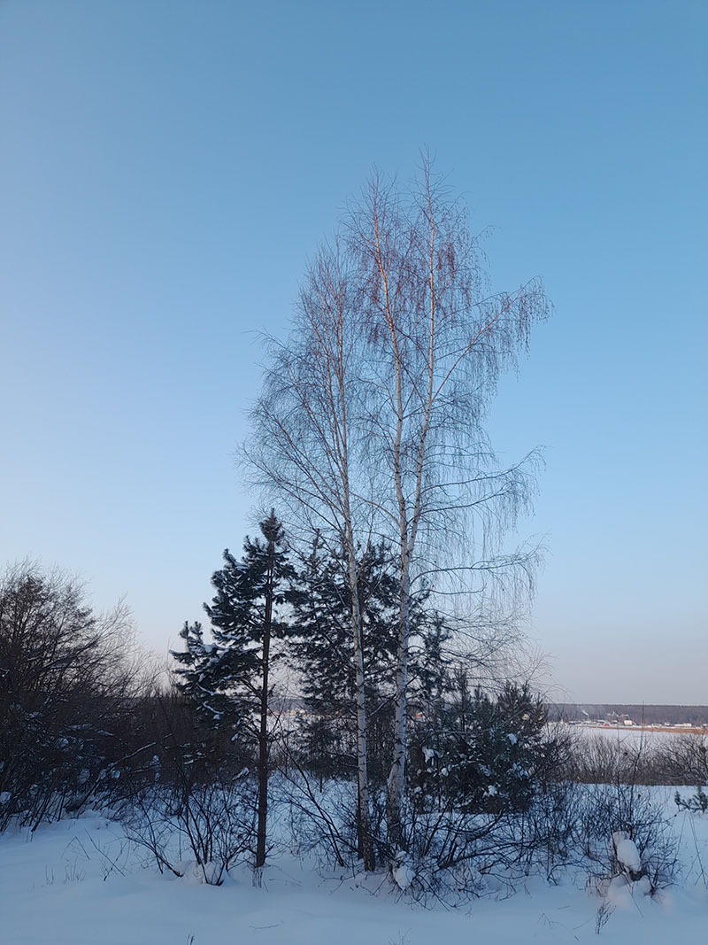 Изображение особи Betula pendula.