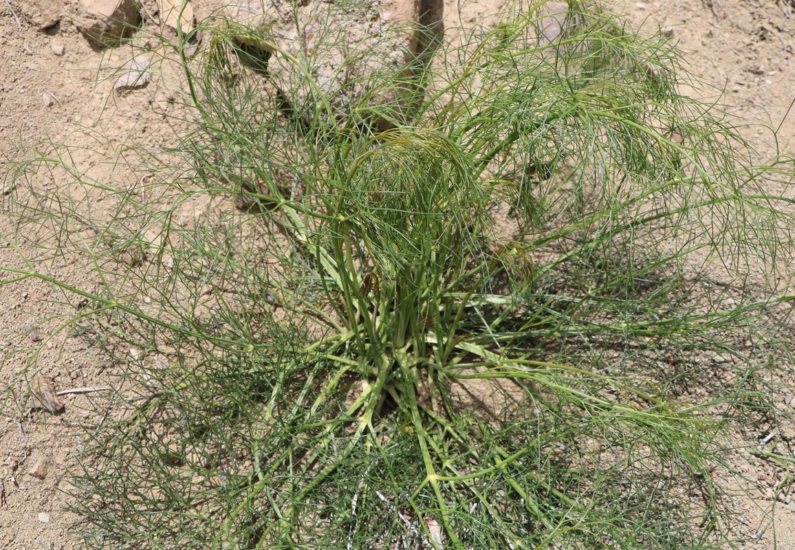 Image of familia Apiaceae specimen.