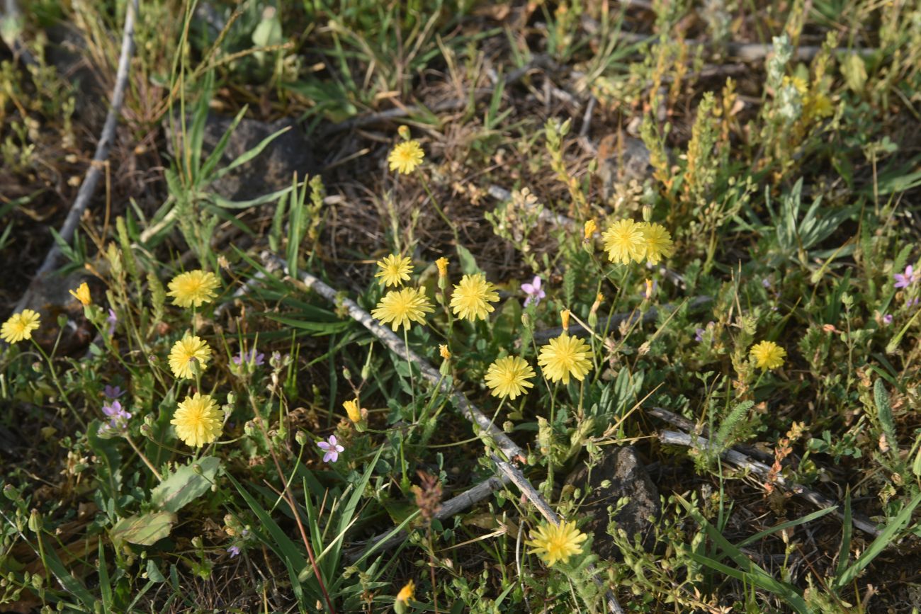 Image of familia Asteraceae specimen.