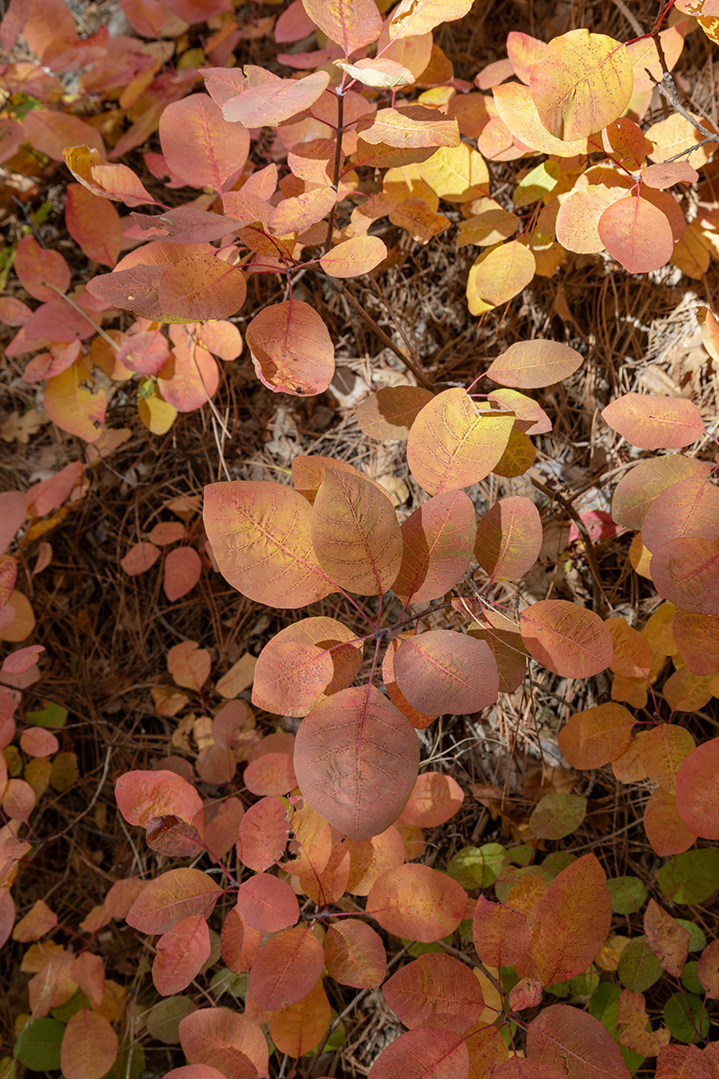 Изображение особи Cotinus coggygria.