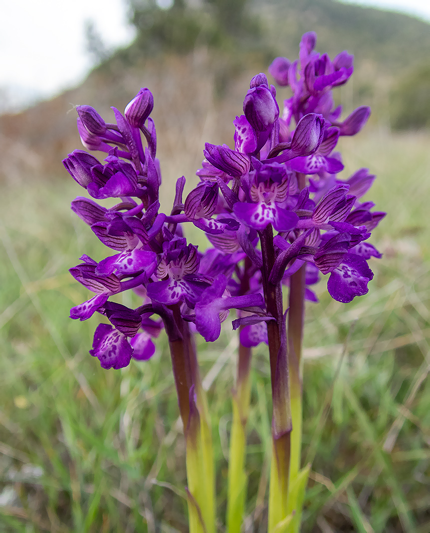 Image of Anacamptis morio ssp. caucasica specimen.