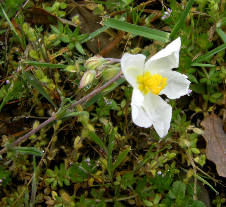 Image of genus Helianthemum specimen.