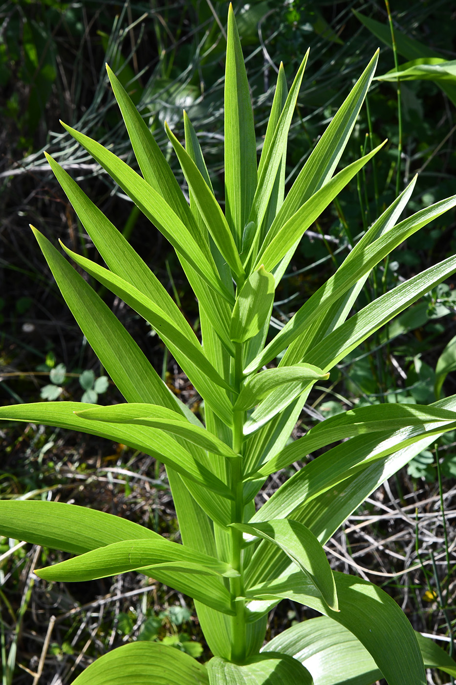 Image of Fritillaria eduardii specimen.