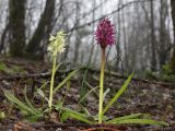 Dactylorhiza подвид georgica