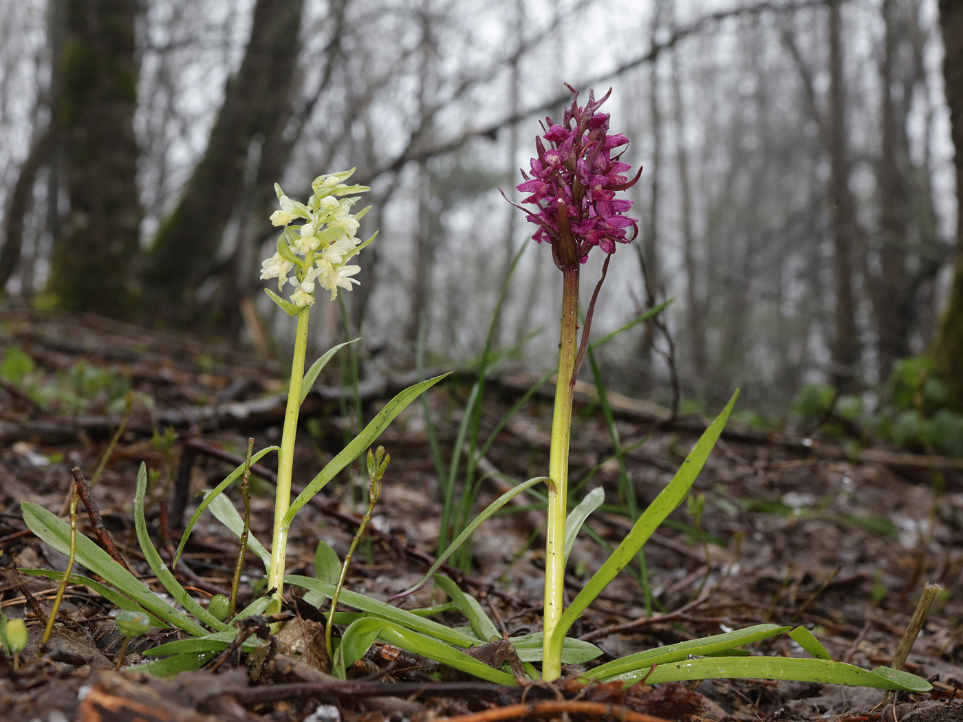 Image of Dactylorhiza romana ssp. georgica specimen.