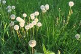 Taraxacum officinale. Плодоносящие и растения с закрывшимися на ночь соцветиями в закатном освещении. Московская обл., Павлово-Посадский ГО, г. Электрогорск, влажный луг. 13.05.2026.