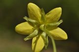 Waldsteinia ternata подвид maximowicziana. Цветок (вид со стороны чашечки). Приморский край, г. Владивосток, о. Русский, кампус ДВФУ, остатки широколиственного леса. 14.05.2025.