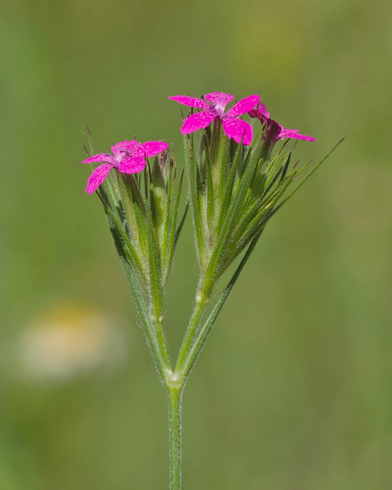 Изображение особи Dianthus armeria.