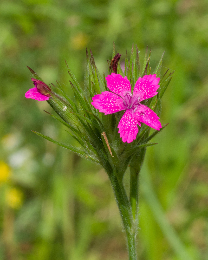 Image of genus Dianthus specimen.
