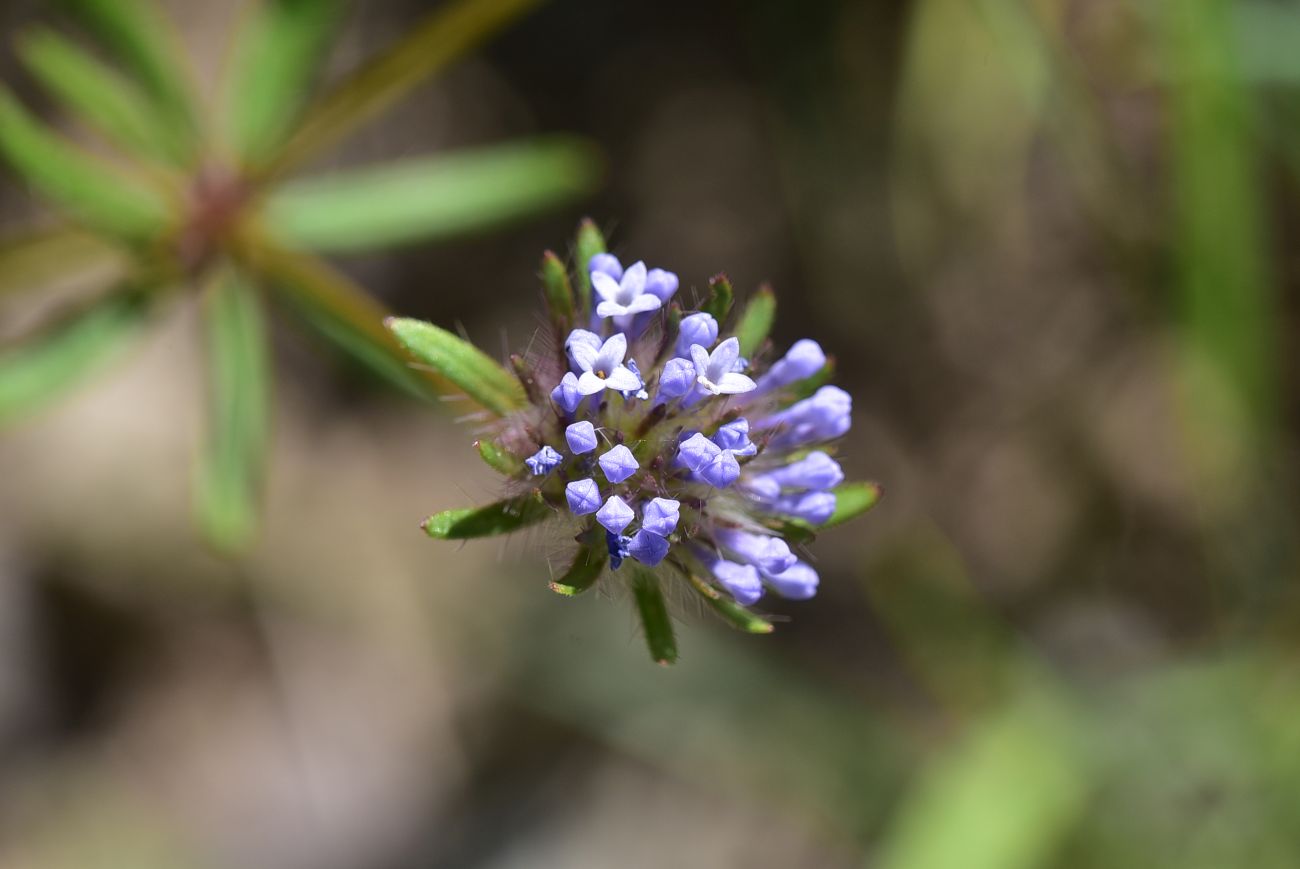 Image of Asperula arvensis specimen.