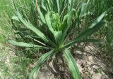 Tragopogon