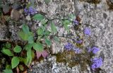Trachelium caeruleum. Верхушка цветущего растения. Португалия, округ Лиссабон, г. Синтра, на каменной стене. 05.08.2025.