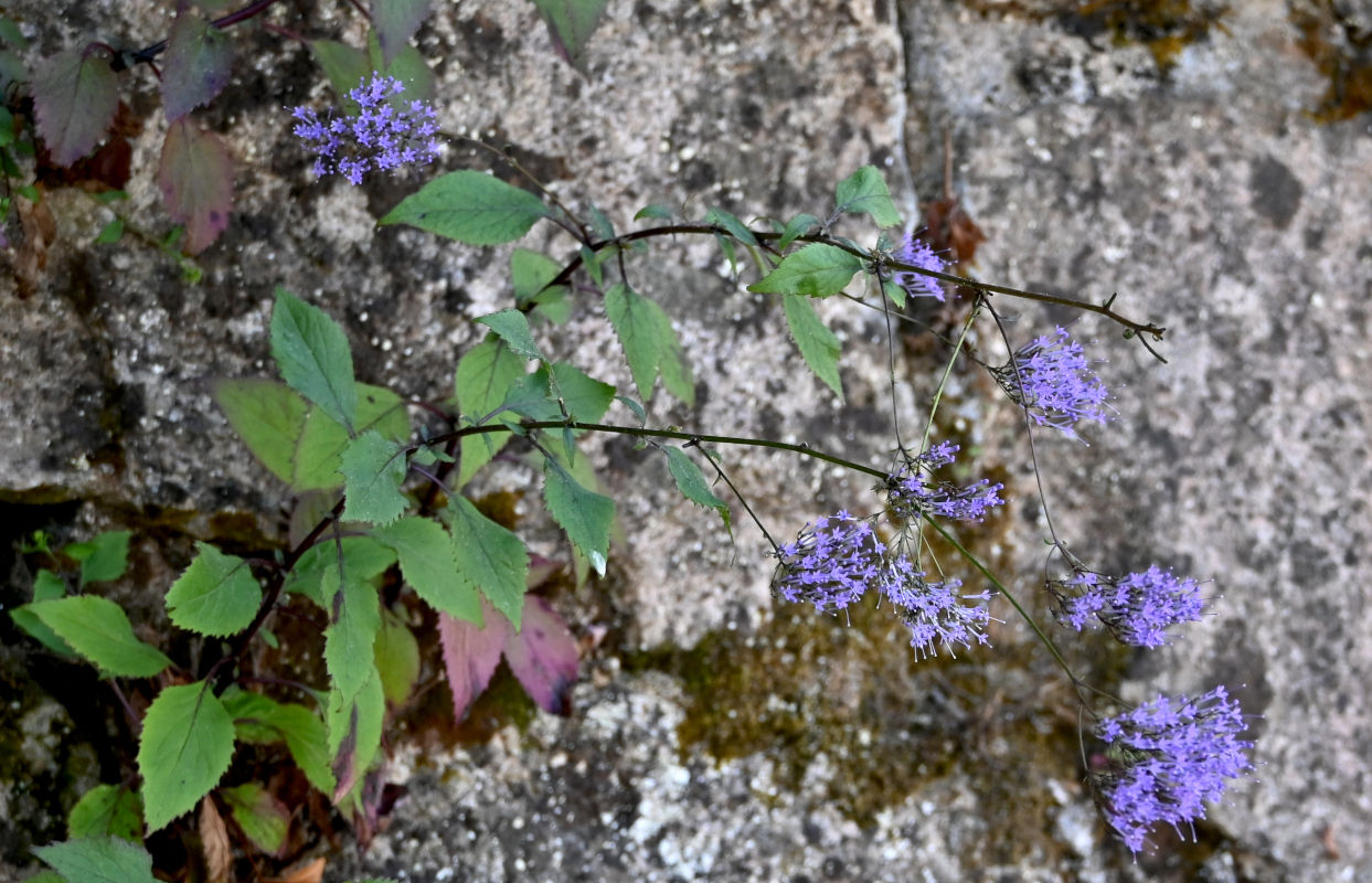 Image of Trachelium caeruleum specimen.