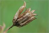 Aquilegia vulgaris