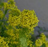 Bunias orientalis. Верхушка цветущего фасциированного побега. Псков, наб. р. Великая, между укрепляющими берег булыжниками. 07.06.2025.