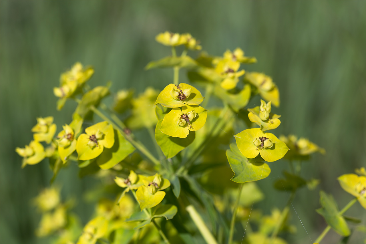 Image of genus Euphorbia specimen.