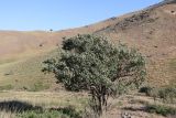 Lonicera nummulariifolia. Цветущее растение. Узбекистан, Джизакская обл., хр. Нуратау, гора Койташ, басс. р. Нарвансая, верховья Нарвансая, окр. урочища Саритал., ок. 1340 м н.у.м. 14.05.2025.