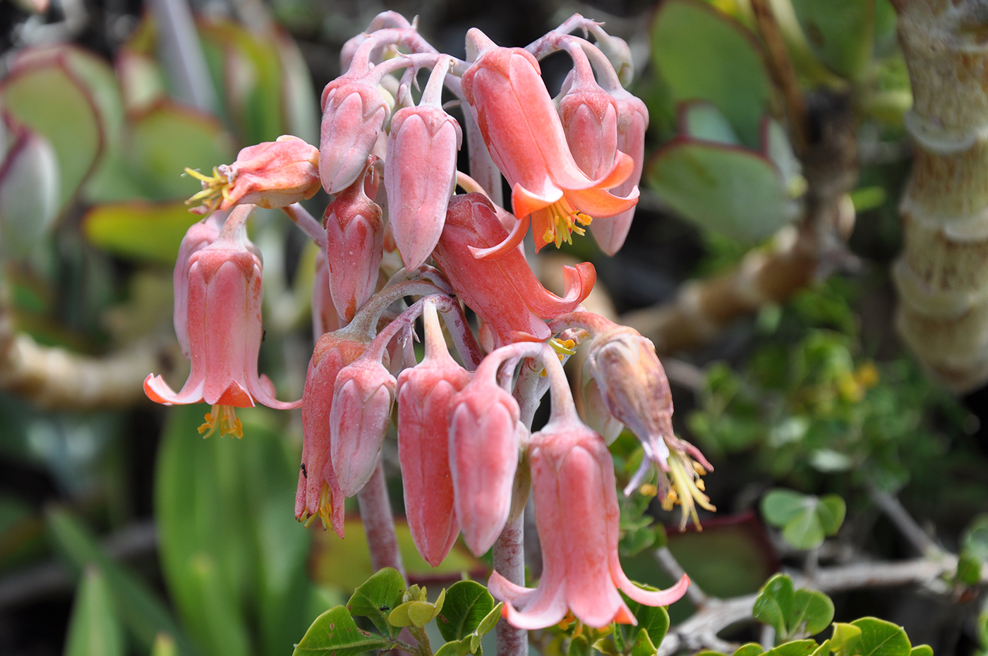 Image of Cotyledon orbiculata specimen.