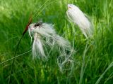Eriophorum komarovii. Верхушка плодоносящего растения. Хабаровский край, г. Комсомольск-на-Амуре, ООПТ \"Кедрово-тисовая роща\", на лыжной трассе. 02.07.2026.