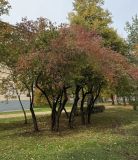 Viburnum lentago. Взрослое растение с осенней окраской у 12 учебного корпуса РГАУ-МСХА имени К.А. Тимирязева. 09.10.2026.