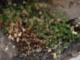 Campanula incanescens. Отцветшее растение. Таджикистан, Горно-Бадахшанская автономная обл., Рушанский р-н, хр. Северо-Аличурский, дол. р. Мургаб (ниже Сареза), выс. ≈ 2600 м н.у.м., скалы. 26 июня 2026 г.